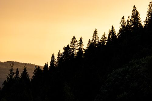 Free Beautiful silhouette of conifer trees at sunset in Trondheim, Norway, capturing a tranquil natural scene. Stock Photo