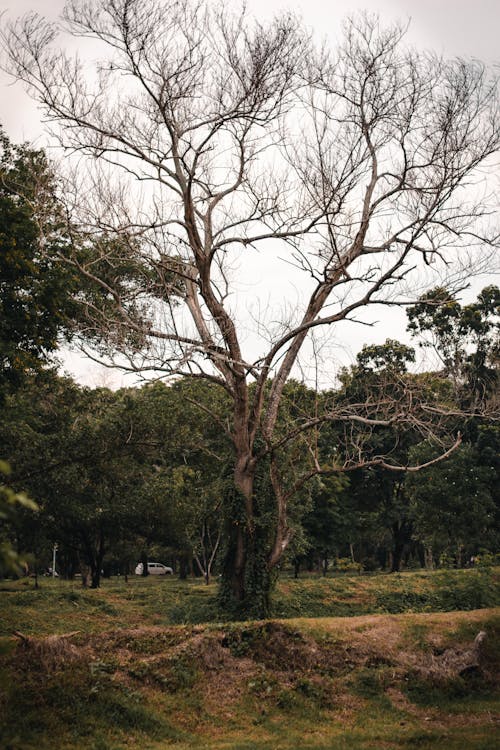 Foto profissional grátis de árvore, cenário, descoberto