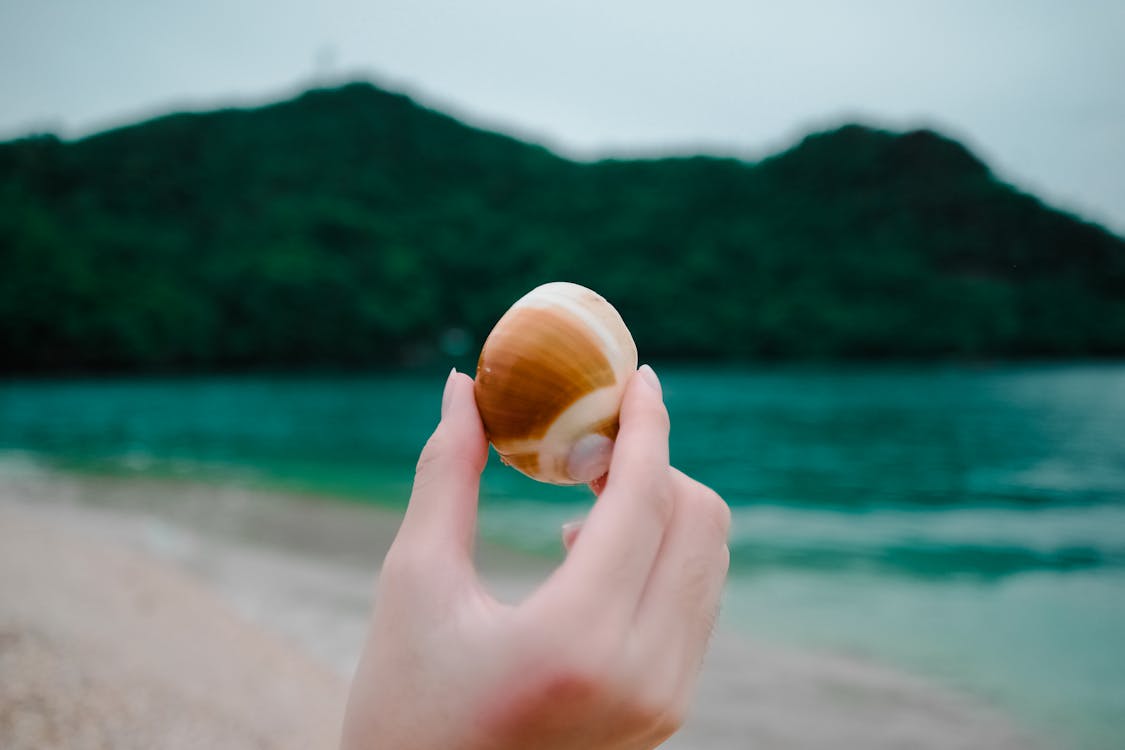 Selective Focus Photography of Person Holding Seashell