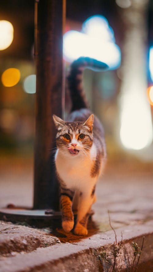 Anime Night City Photos, Download The BEST Free Anime Night City Stock