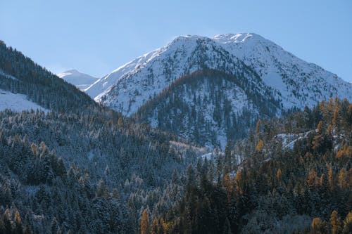 Forest in Valley in Mountains in Winter