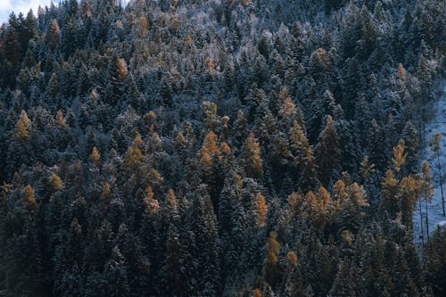 Evergreen Forest in Snow