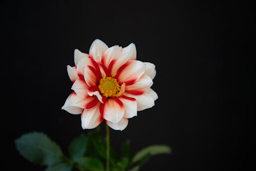 Darmowe zdjęcie z galerii z kwiat, natura, roślina