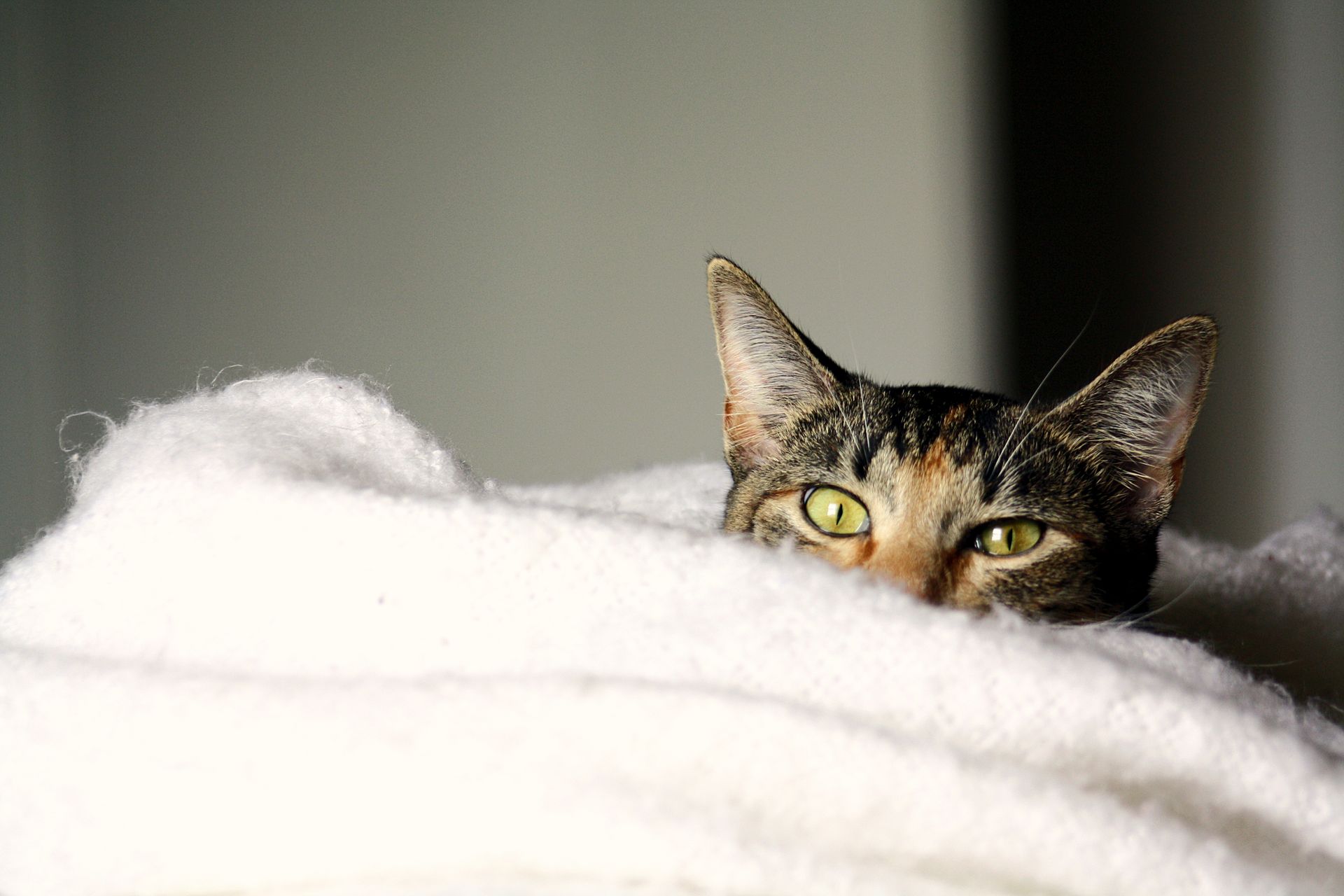 Cute domestic cat peeks from a soft white blanket indoors, showcasing its curious eyes.