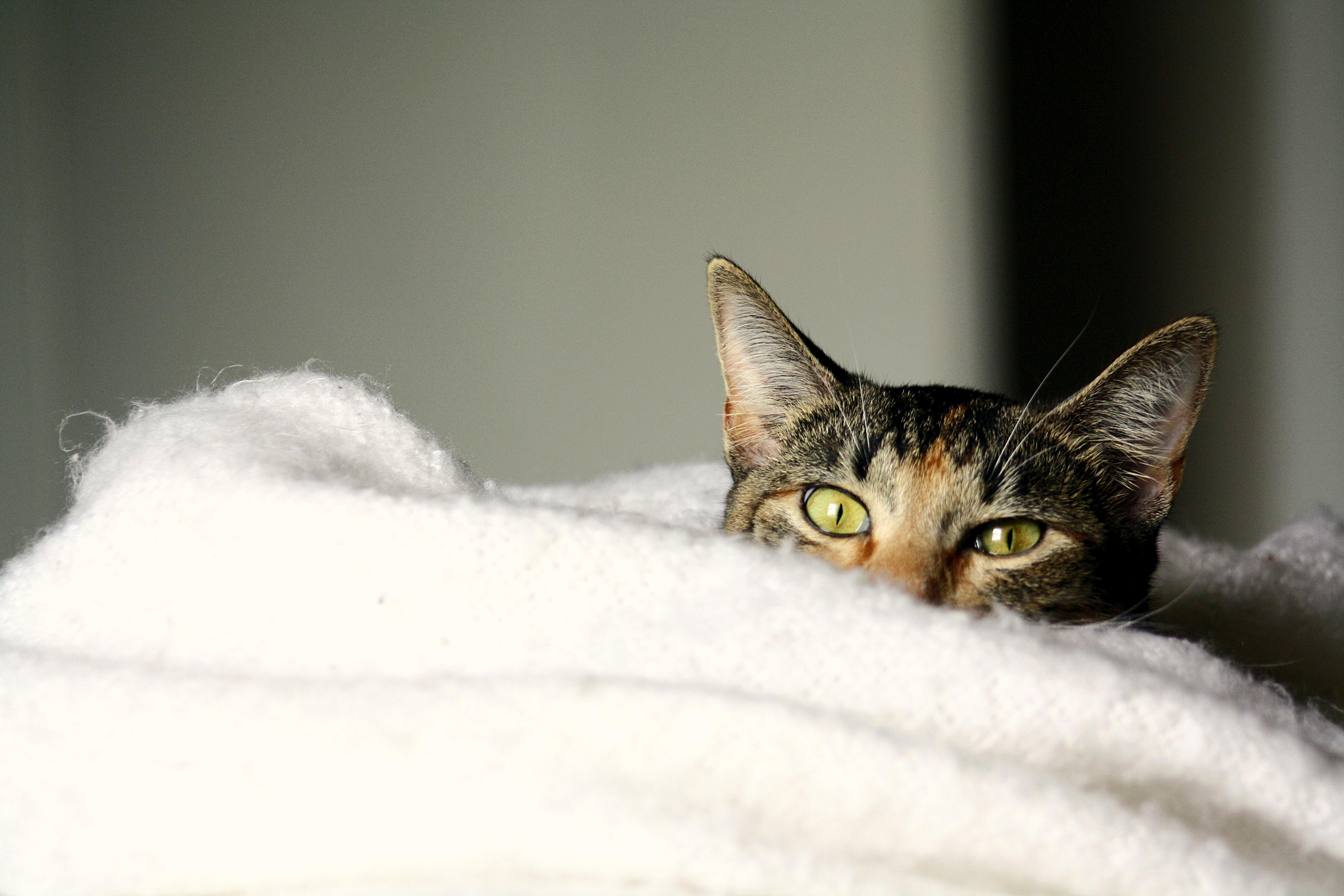 free-photo-of-cat-peeking-out-of-a-woolen-blanket.jpeg?auto=compress\u0026cs=tinysrgb\u0026w=1600\u0026loading=lazy