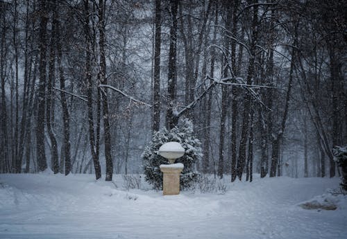 Бесплатное стоковое фото с ветви, деревья, зима