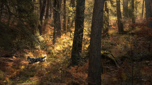 Základová fotografie zdarma na téma les, sluneční světlo