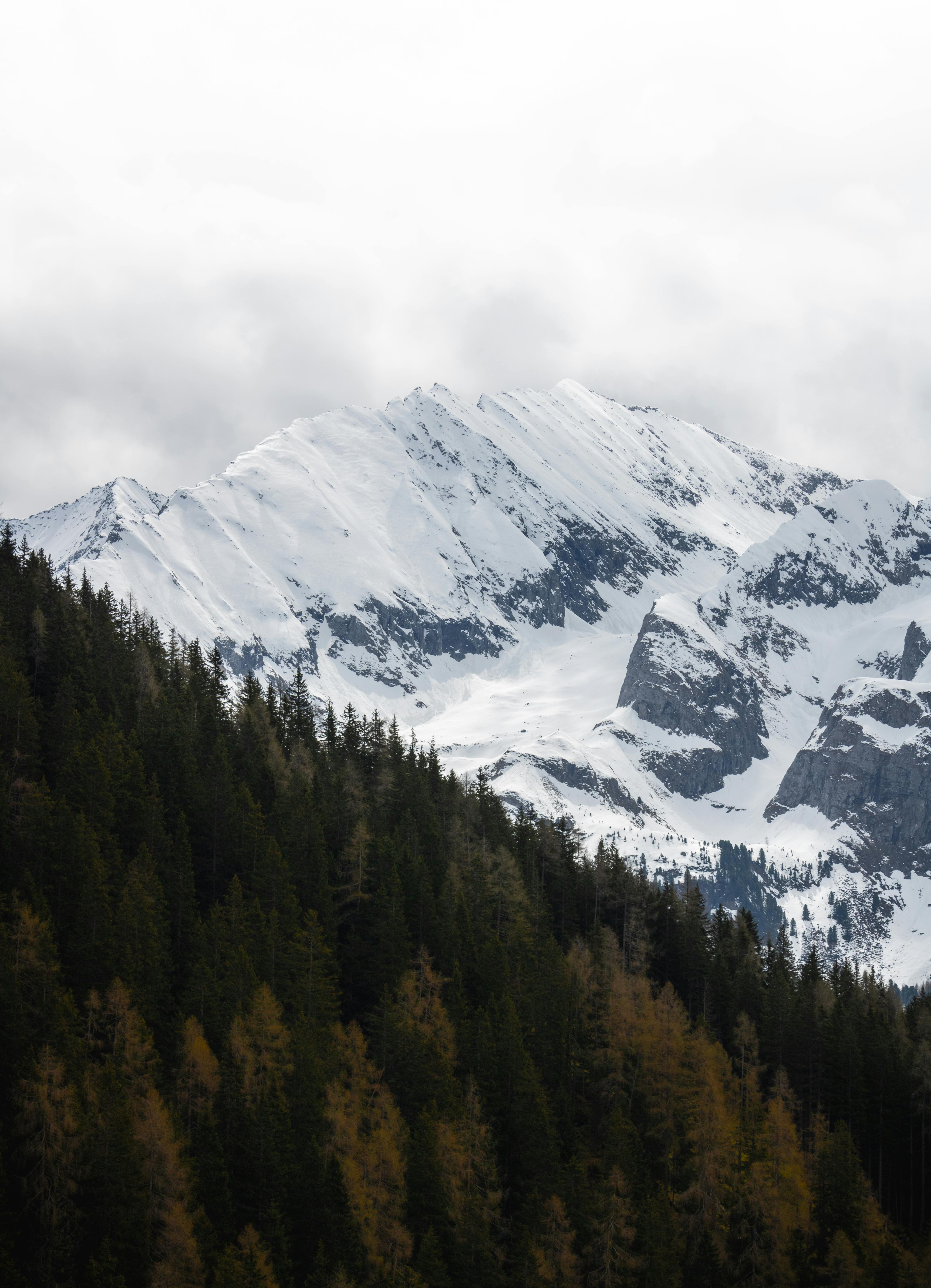 a snowy mountain with trees in the background