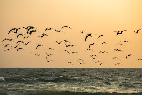 Flock of Black Skimmers Flying Over the Sea at Sunset