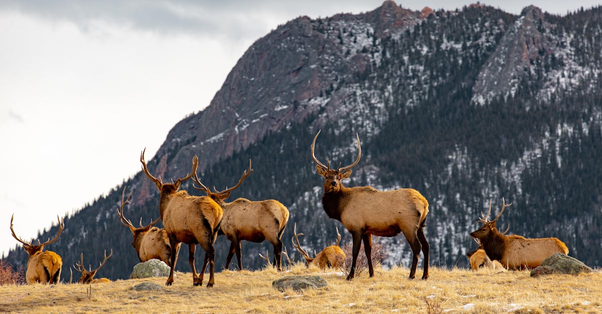 Estes Park