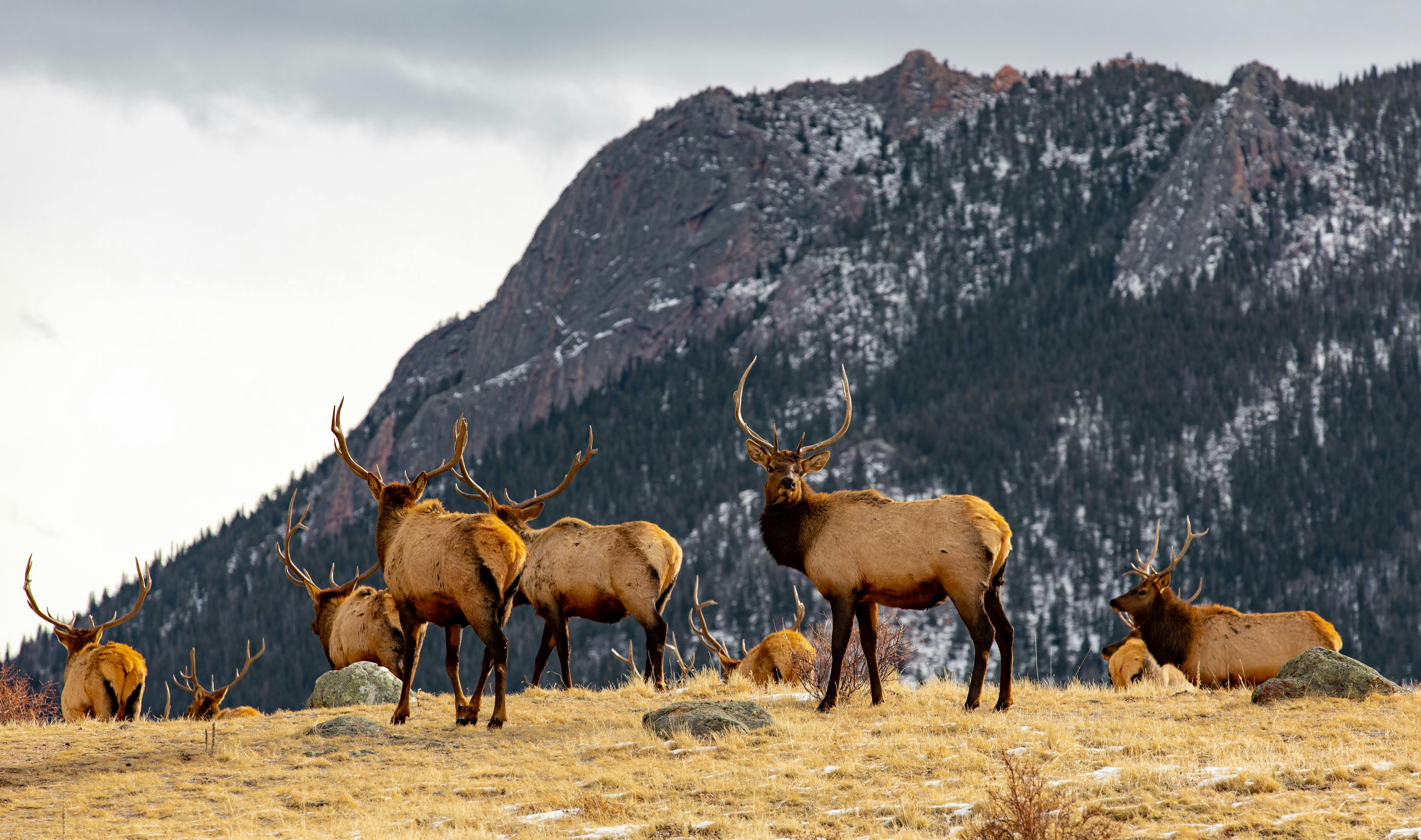 Group of Elk in Rocky Mountains · Free Stock Photo