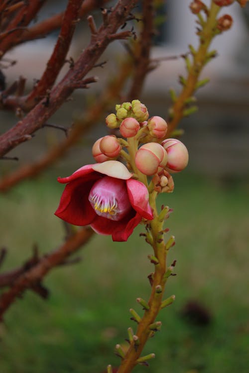 Gratis arkivbilde med blomst, blomster, vietnam