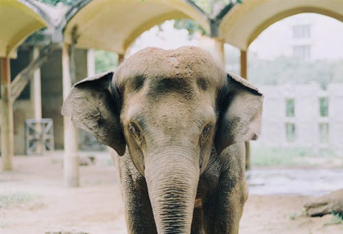 Imagine de stoc gratuită din elefant, focalizare selectivă, fotografie de animale