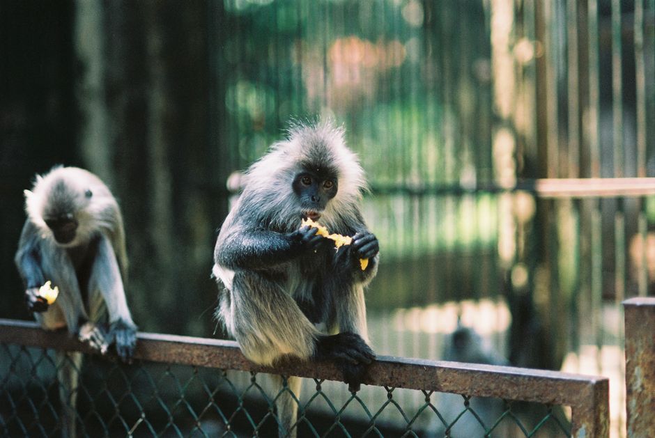 Capturing the Moment: Photography Tips for Taronga Zoo Capturing the Moment: Photography Tips for Taronga Zoo