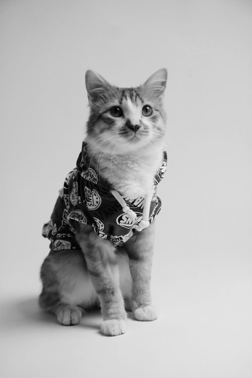 Free Adorable cat wearing a patterned shirt, captured in black and white close-up. Stock Photo