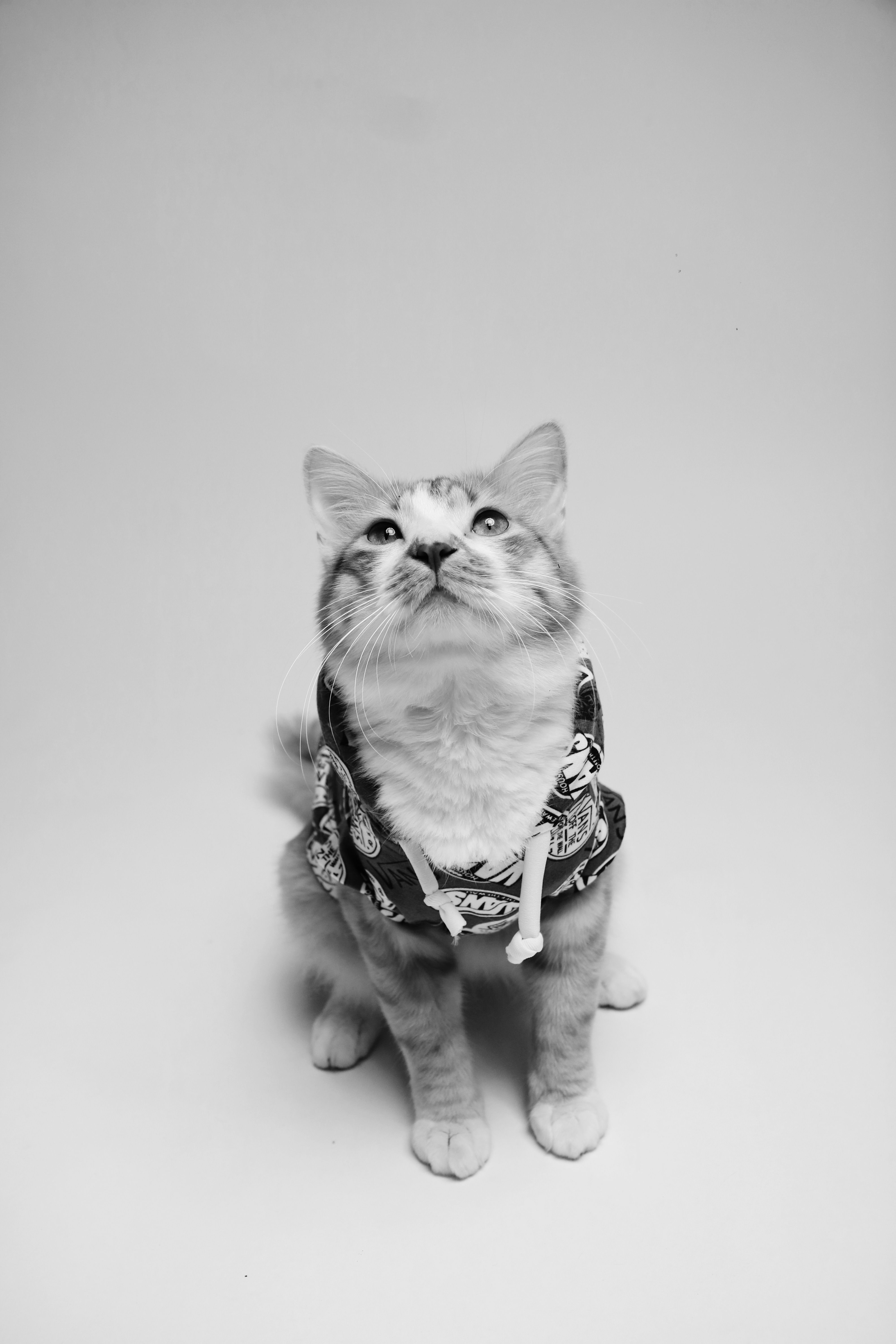 Charming black and white photo of a cat in a stylish harness, taken in a studio.