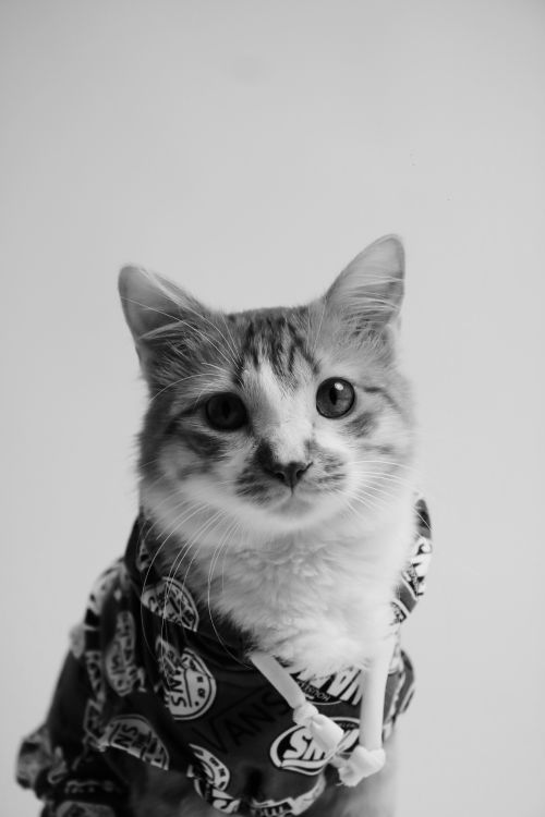 Free Cute kitten wearing trendy clothing captured in black and white portrait. Stock Photo