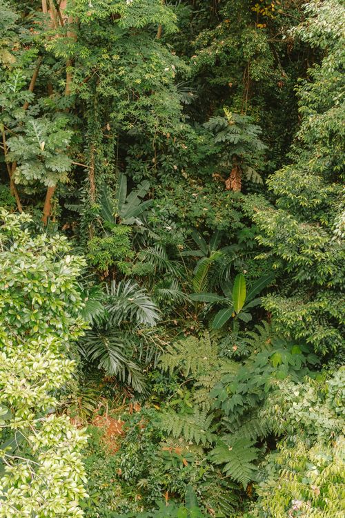 Free High-angle view of dense green rainforest foliage in Kuala Lumpur, showcasing nature's abundance. Stock Photo
