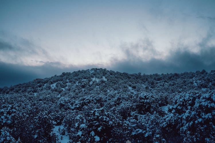 View Of A Hill In Winter 