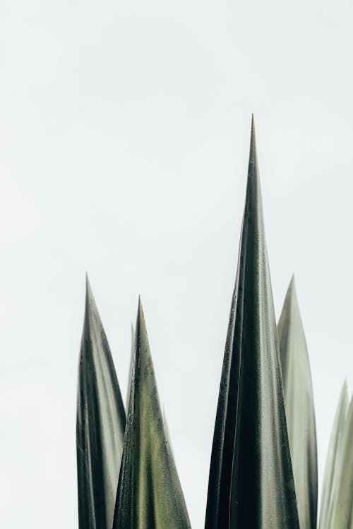 Green Aloe Leaves 