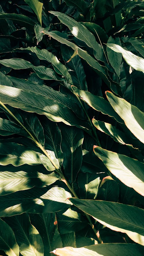 Big, Green Plants Leaves