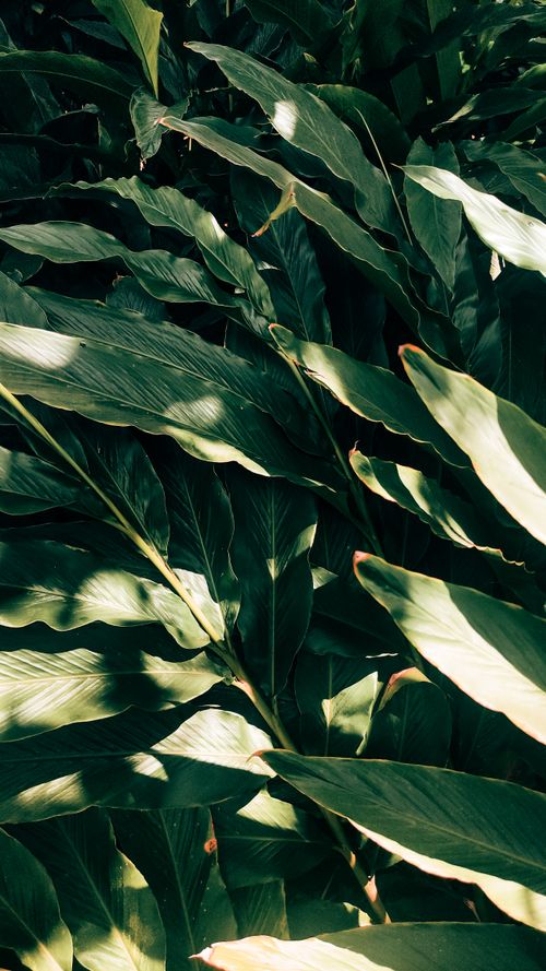 Free Close-up of lush green tropical leaves in Indiana, PA. Perfect for nature-themed projects. Stock Photo