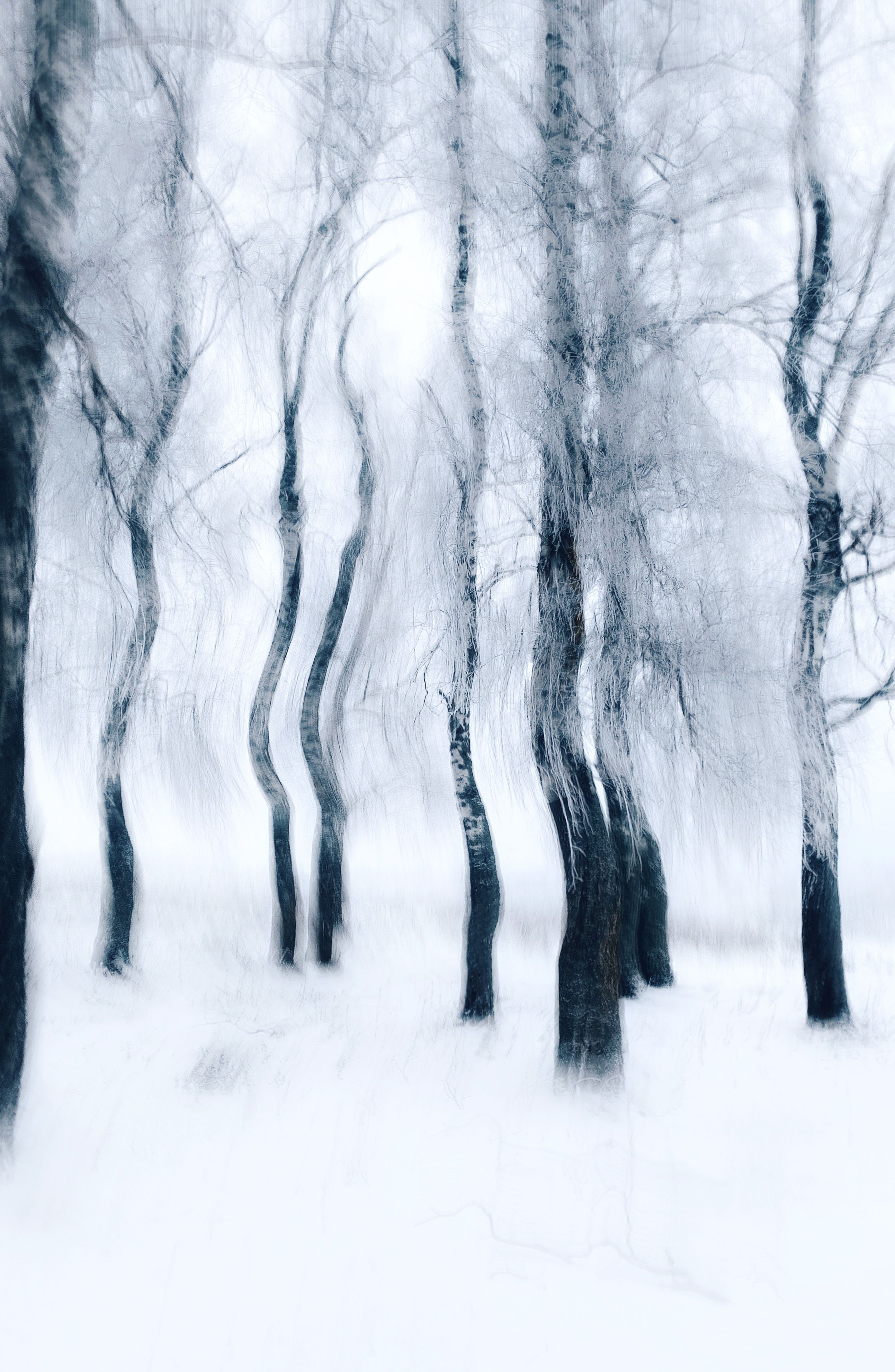 Blurry winter forest scene with artistic motion blur effect on tall trees.