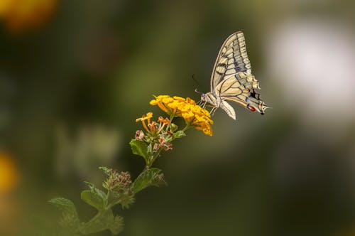 Butterfly on Flower