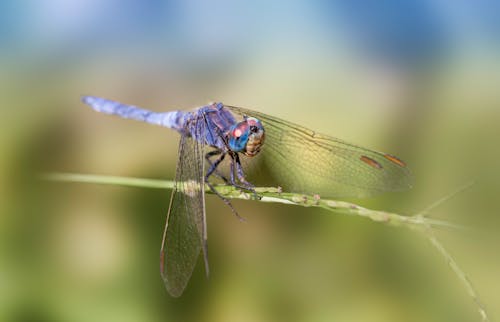 Dragonfly on Twig in Close-up View