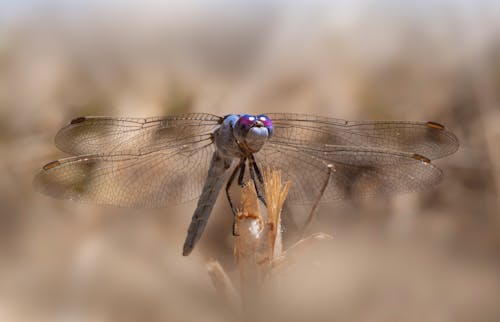 Základová fotografie zdarma na téma detail, entomologie, fotografie divoké přírody