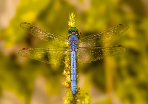 Dragonfly with Wings in Overhead View