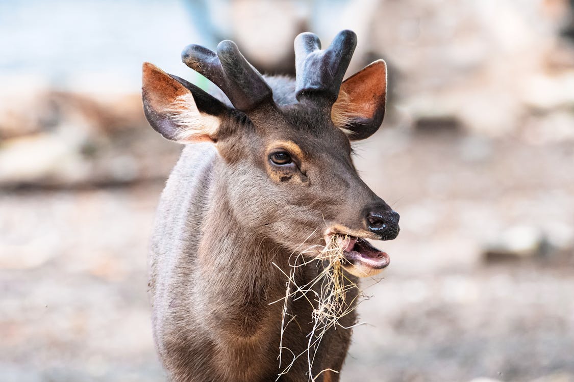 Immagine gratuita di carino, cervo sambar di formosa, fotografia di animali