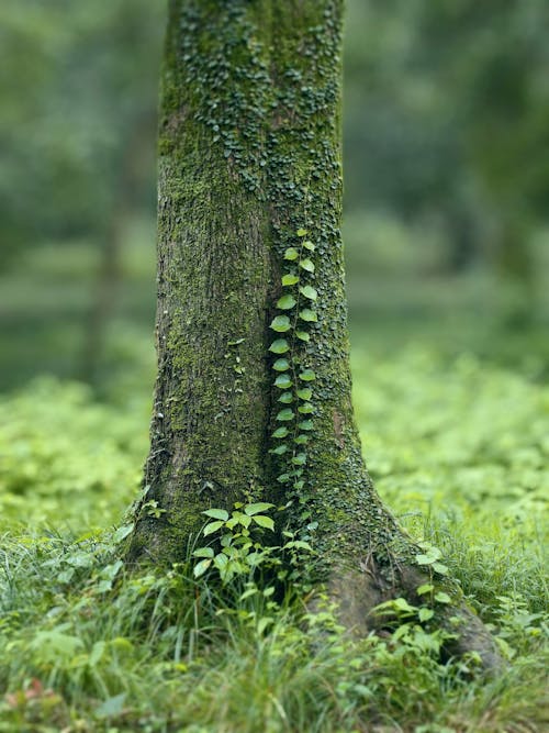 Darmowe zdjęcie z galerii z drzewo, liście, natura