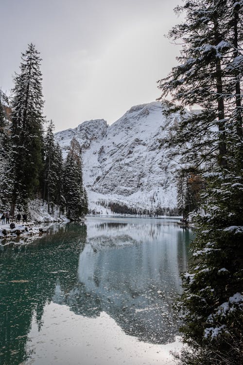 Foto profissional grátis de árvores, cenário, com frio