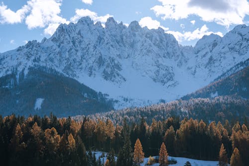 Imagine de stoc gratuită din adânc, arbori, codru