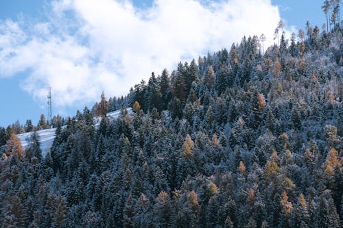 Ingyenes stockfotó domb, erdő, fák témában