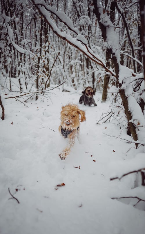 Dogs Playing in Snow in Forest