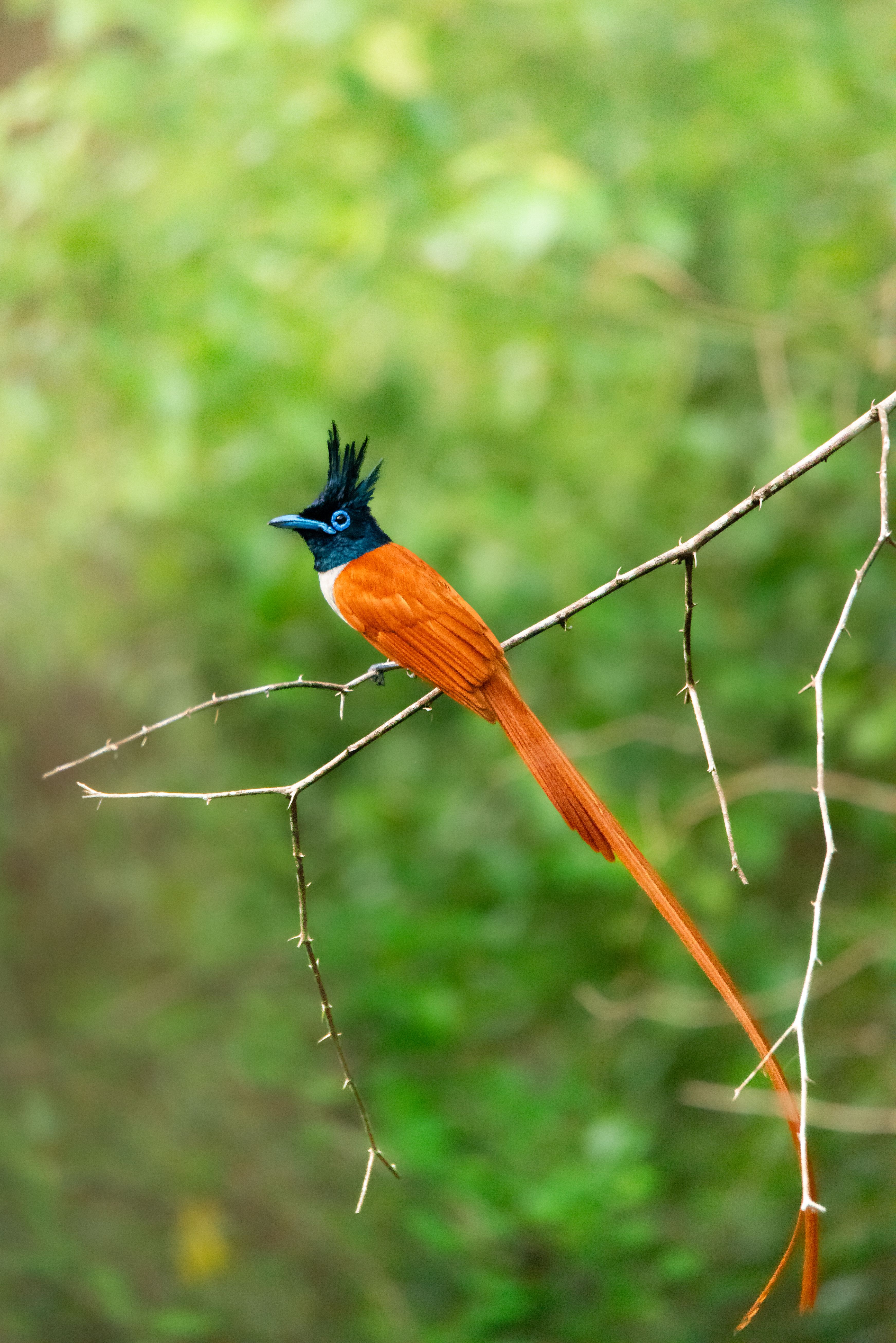 Fotomural Toma vertical de un cazamoscas de paraíso indio en una rama con fondo verde difuminado.