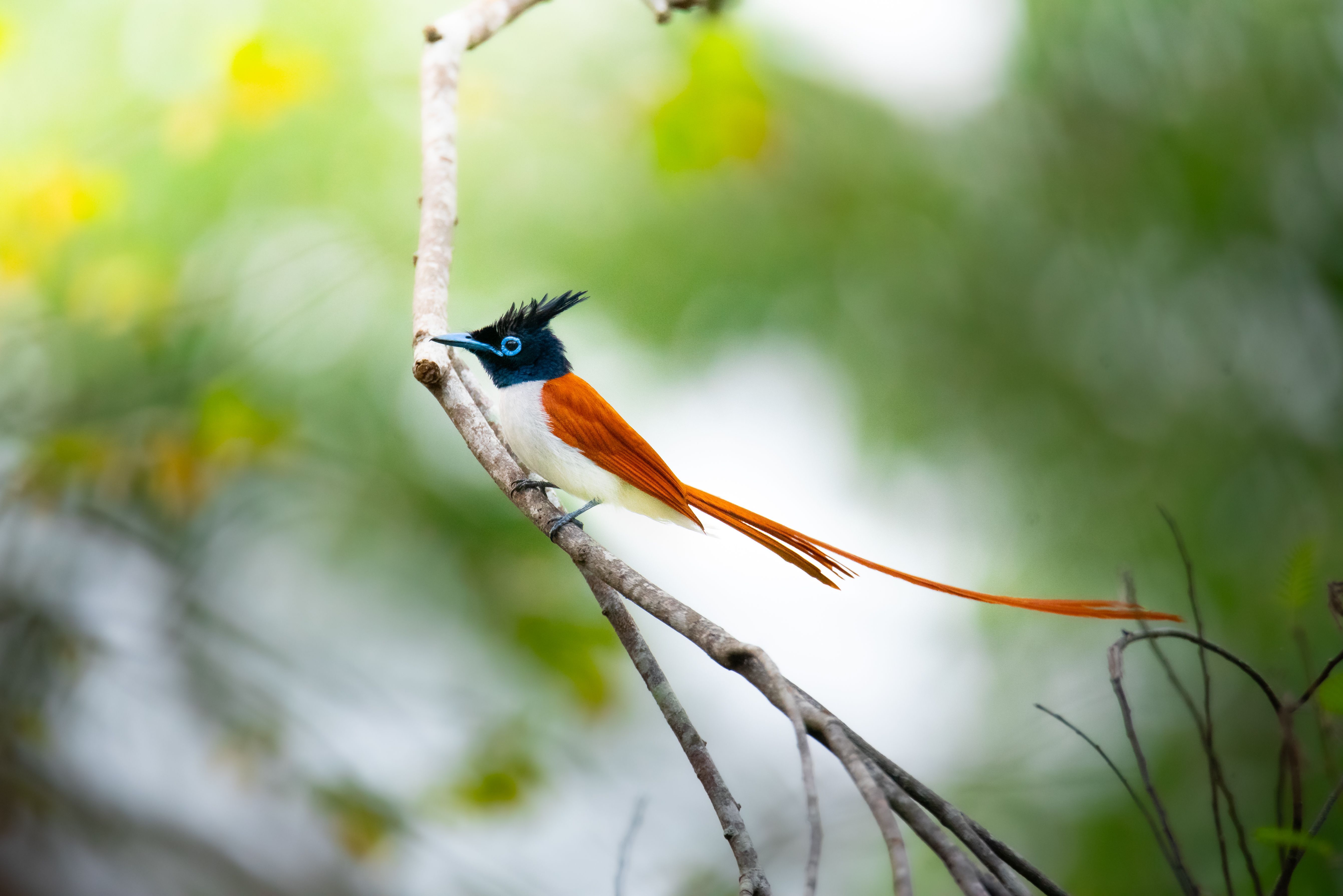 Fotomural Impresionante cazamoscas paraíso indio con colores vibrantes posado en una rama.