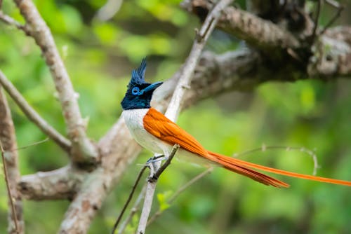 Indian Paradise Flycatcher in Nature