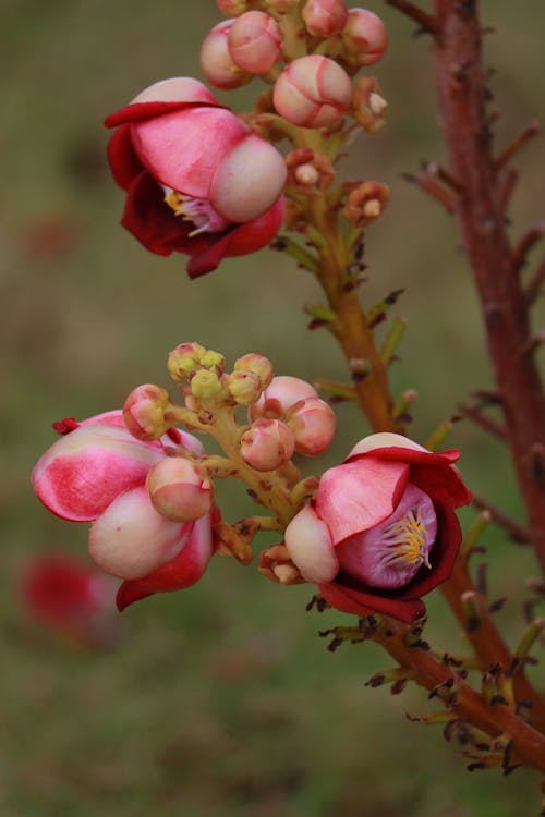 Foto stok gratis bunga, bunga liar, bunga-bunga