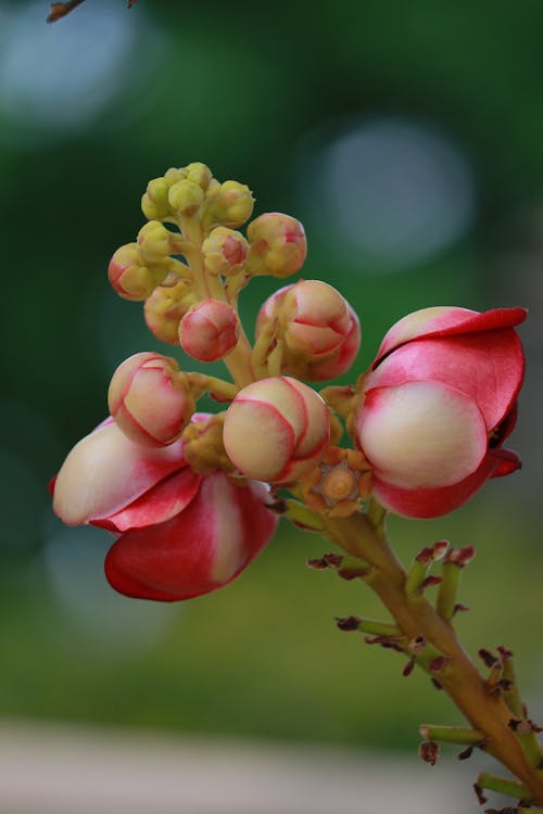 Gratis arkivbilde med blomst, blomster, slangeblomst