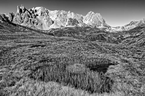 Rushes on Swamp in Valley in Mountains in Black and White