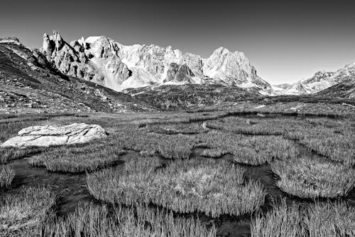 Rushes on Swamp in Mountains in Black and White