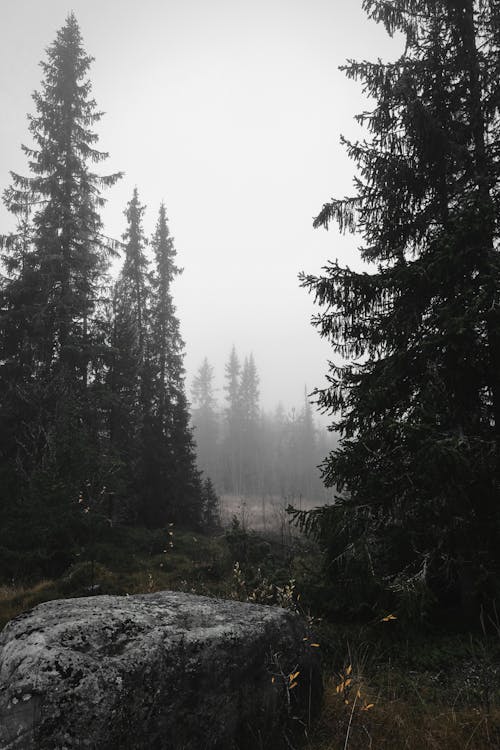 Imagine de stoc gratuită din arbori, arbori veșnic verzi, ceață