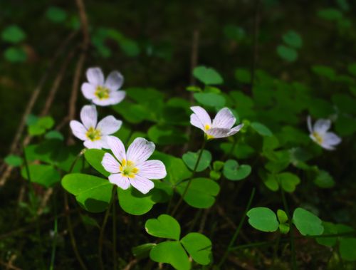 Free White wood sorrel flowers blooming among vibrant green leaves in a forest setting. Stock Photo