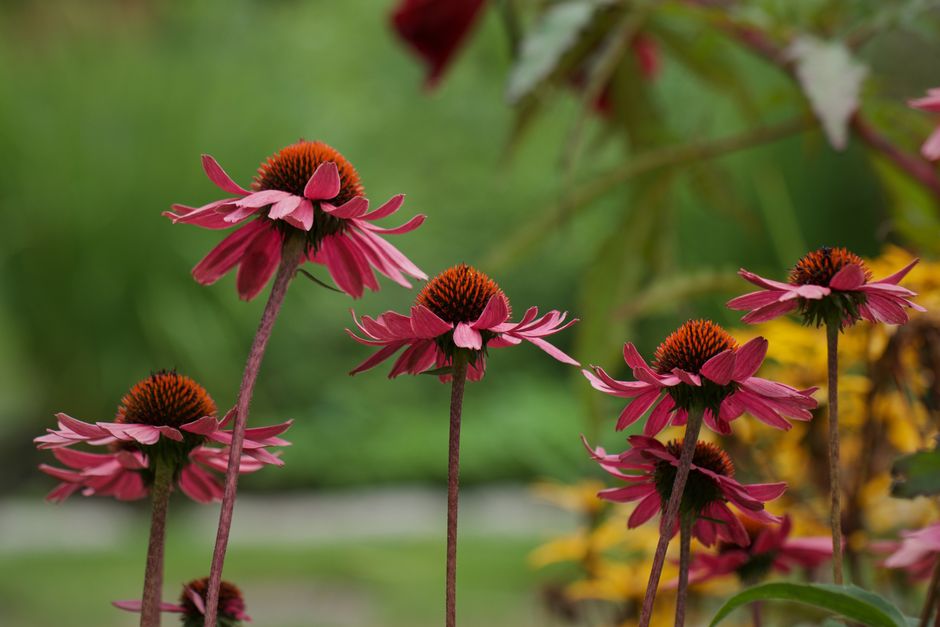 blooming Purple Coneflowers (Echinacea) - xeriscape garden plants blooming Purple Coneflowers (Echinacea) - xeriscape garden plants