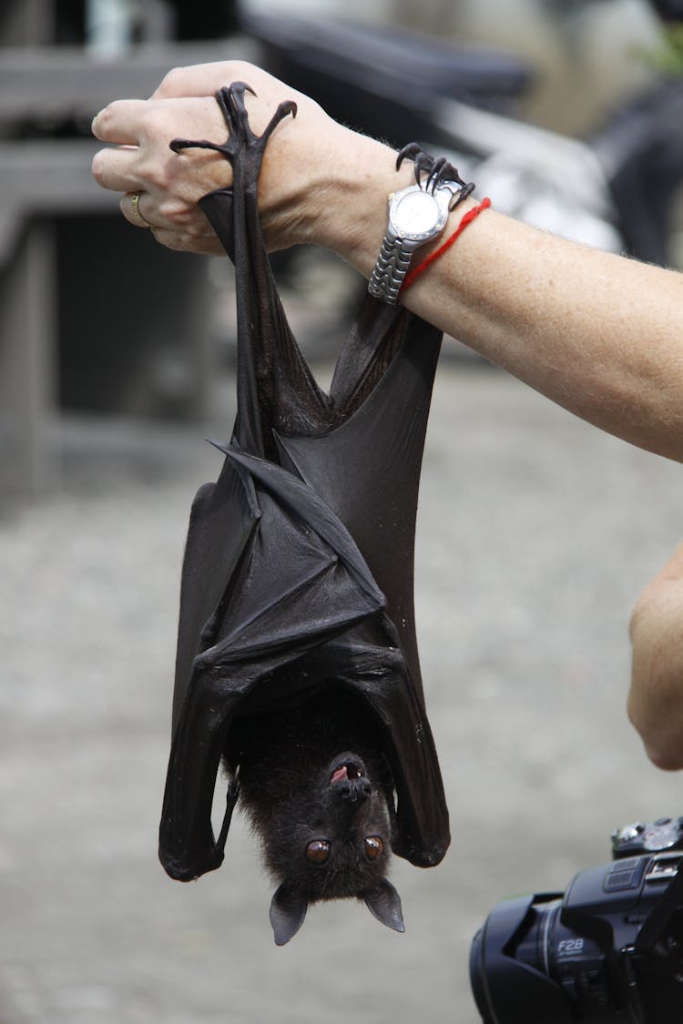 Bat Hanging Upside Down From An Arm