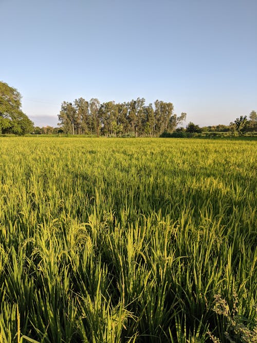 Green Field in Countryside