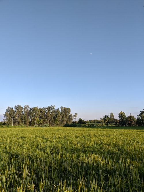 Free Peaceful rural landscape in Asopur with lush grassland and clear blue sky. Stock Photo